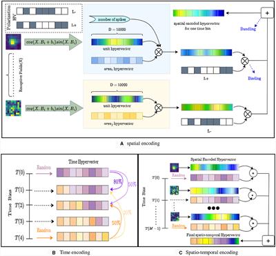 Optimal decoding of neural dynamics occurs at mesoscale spatial and temporal resolutions